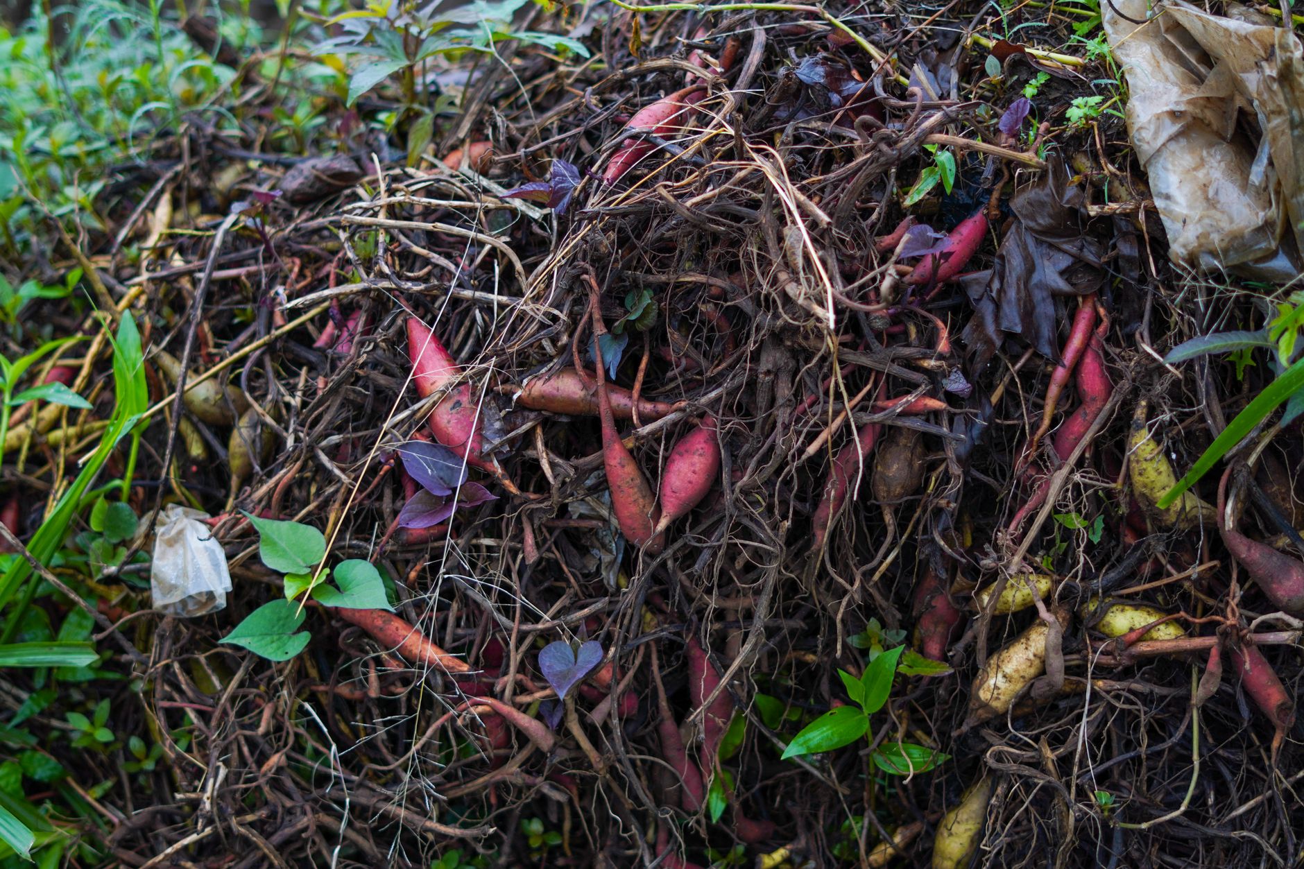 compost microbe enzyme