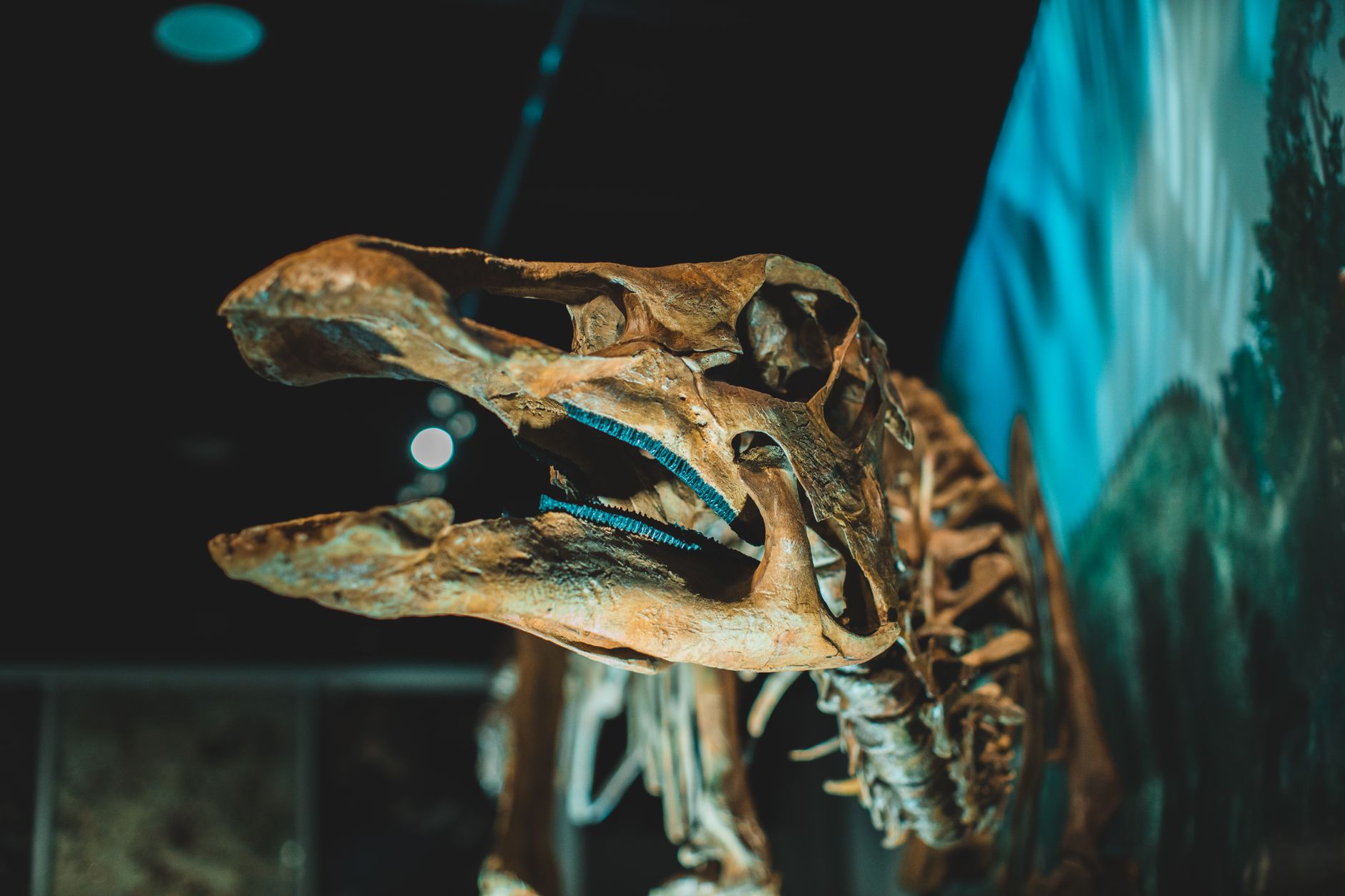 dinosaur bone infection